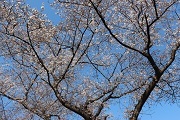 桜の写真のみ