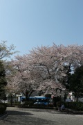 桜の木 (2)