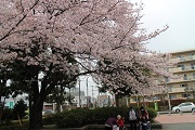 桜全景2